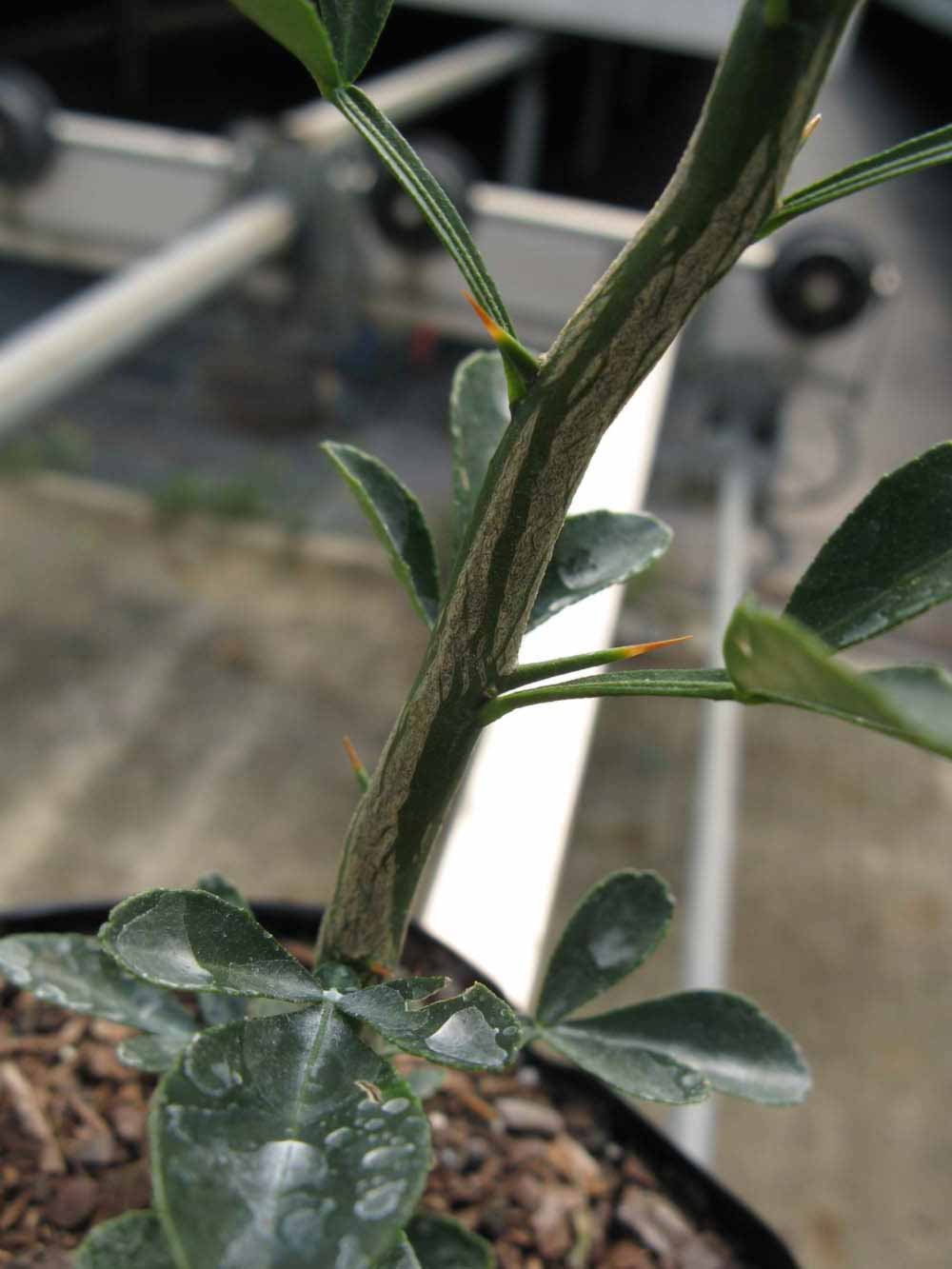              Second - third year twig (Phillip Rucks Citrus Nursery,   Frostproof, FL)       